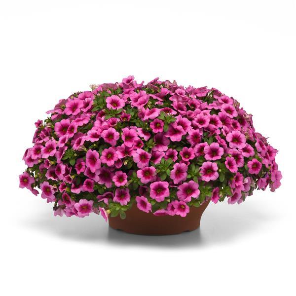 Conga™ Pink Kiss Calibrachoa - Container