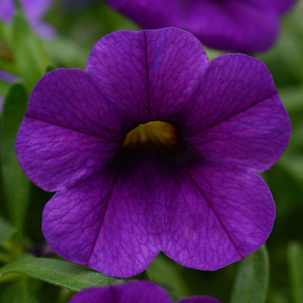 Conga™ Dark Blue Calibrachoa - Bloom