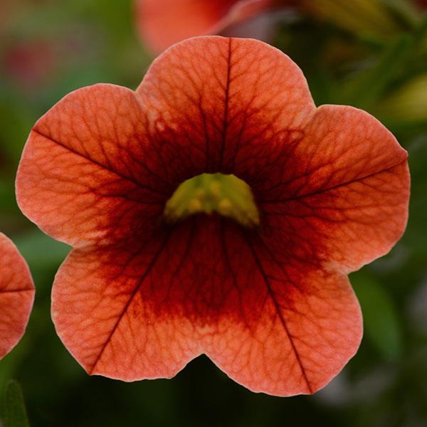 Conga™ Orange Kiss Calibrachoa - Bloom