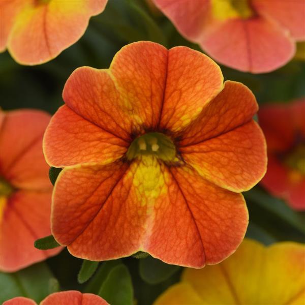 Conga™ Diva Orange Calibrachoa - Bloom