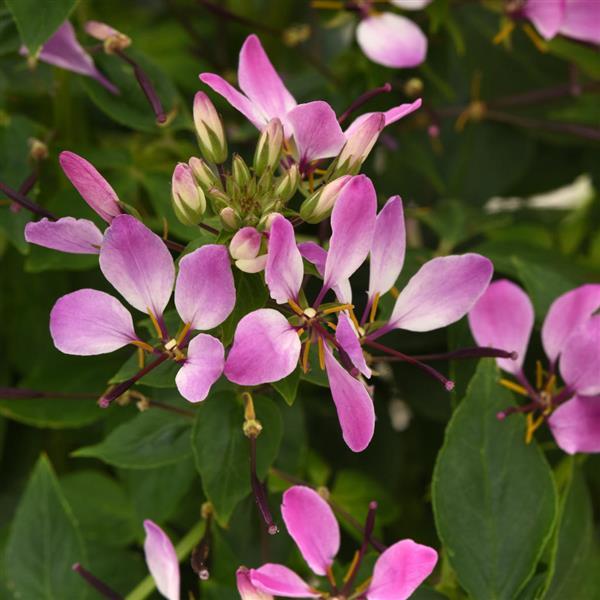 Lavender Dreams Cleome - Bloom