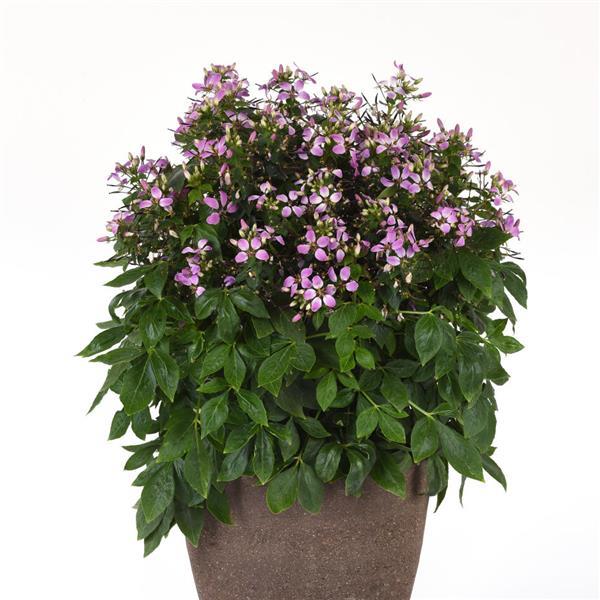 Lavender Dreams Cleome - Container