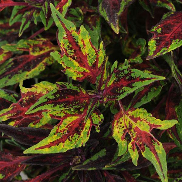 FlameThrower™ Chili Pepper Coleus - Bloom