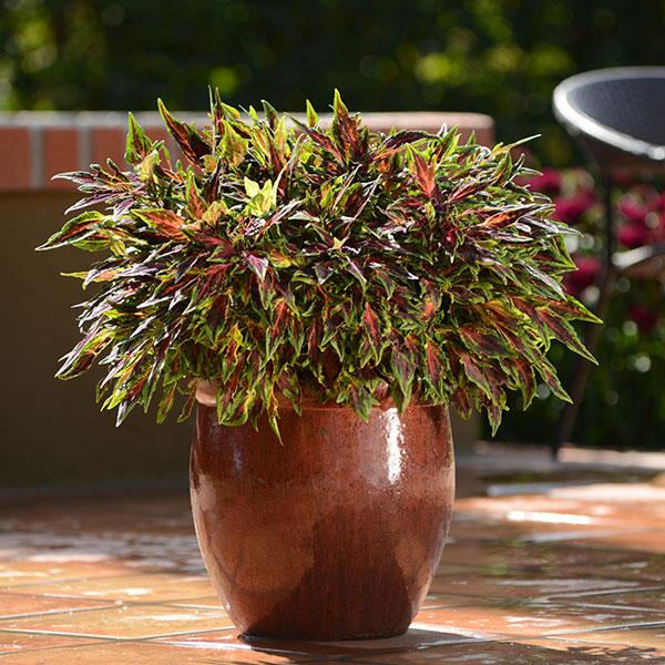 FlameThrower™ Chili Pepper Coleus - Container