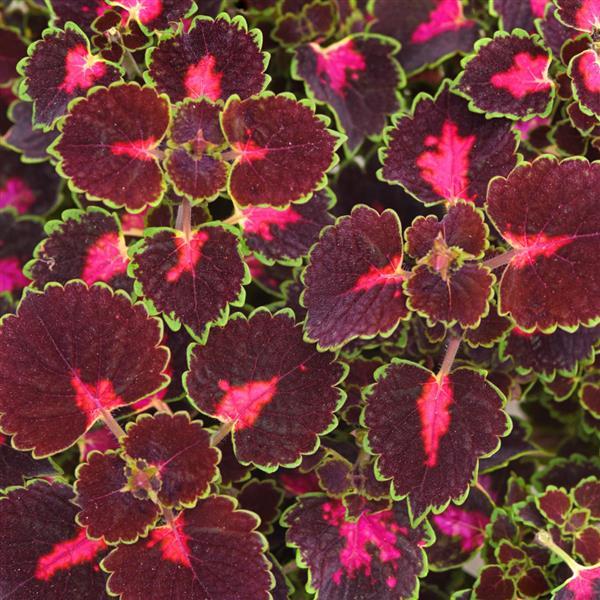 Road Trip Coleus - Bloom