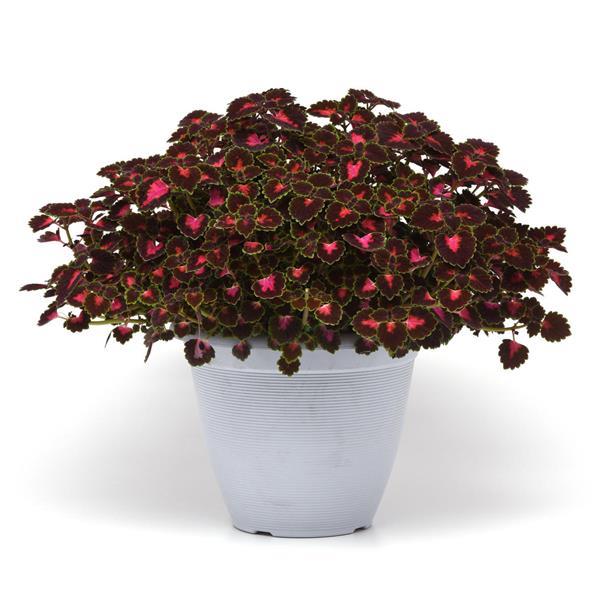 Road Trip Coleus - Container