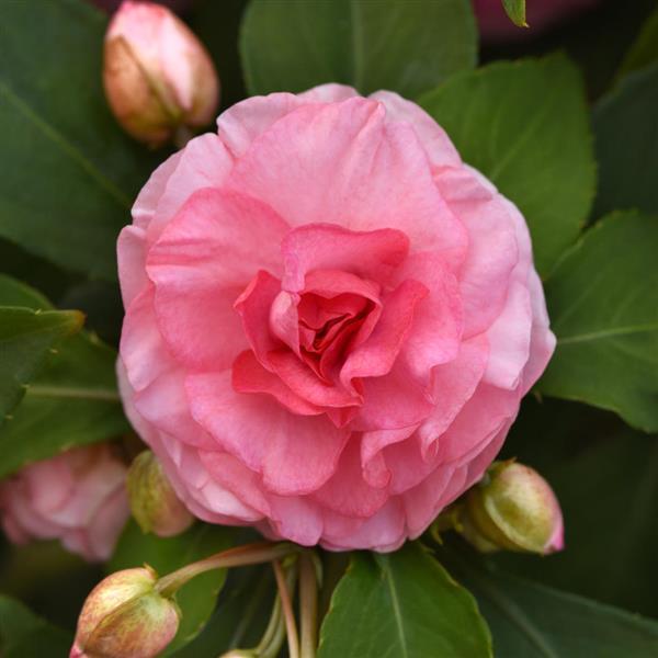 Glimmer™ Pink Double Impatiens - Bloom