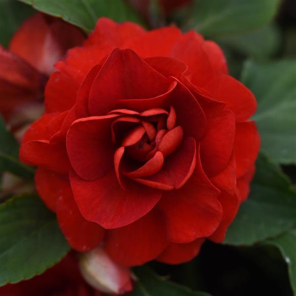 Glimmer™ Dark Red Double Impatiens - Bloom