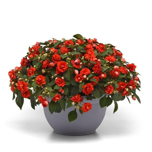 Glimmer™ Dark Red Double Impatiens - Container