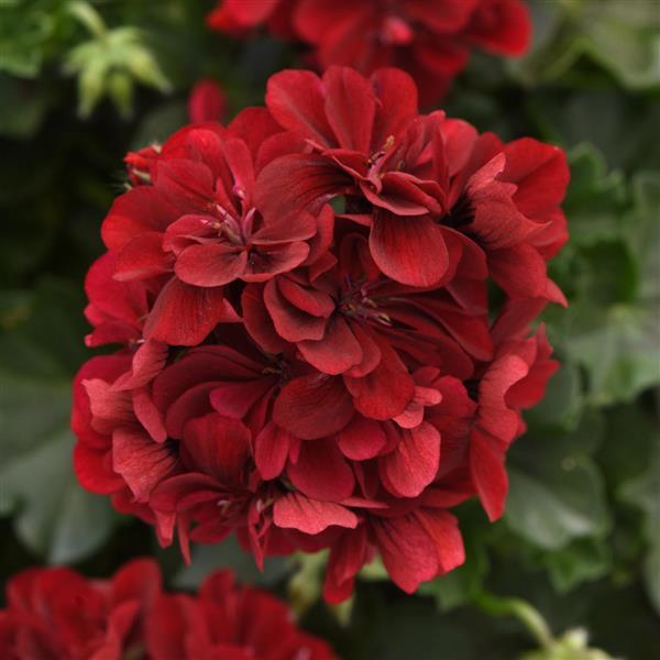 Focus™ Burgundy Ivy Geranium - Bloom