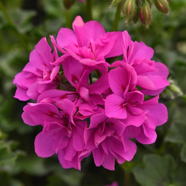 Focus™ Shocking Blue Ivy Geranium - Bloom