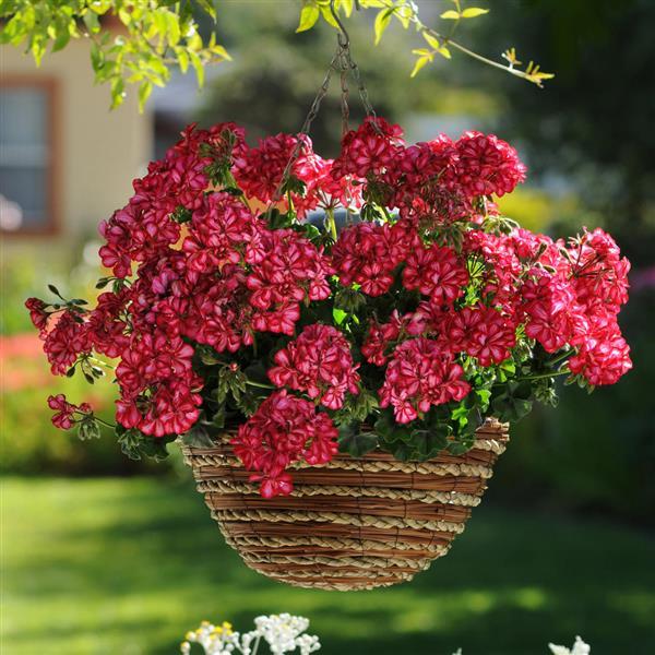 Focus™ Red Ice Ivy Geranium - Basket