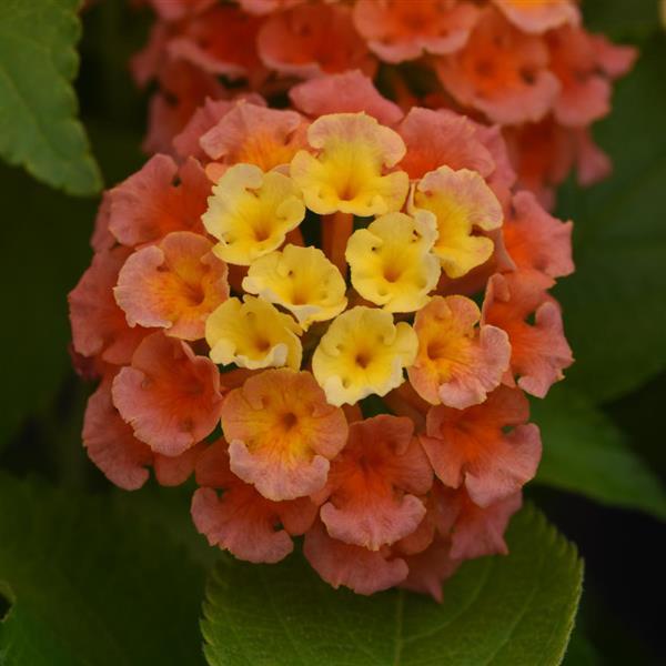 Bloomify™ Mango Lantana - Bloom