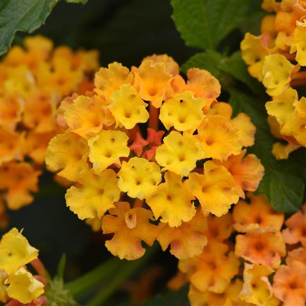 Bloomify™ Orange Lantana - Bloom