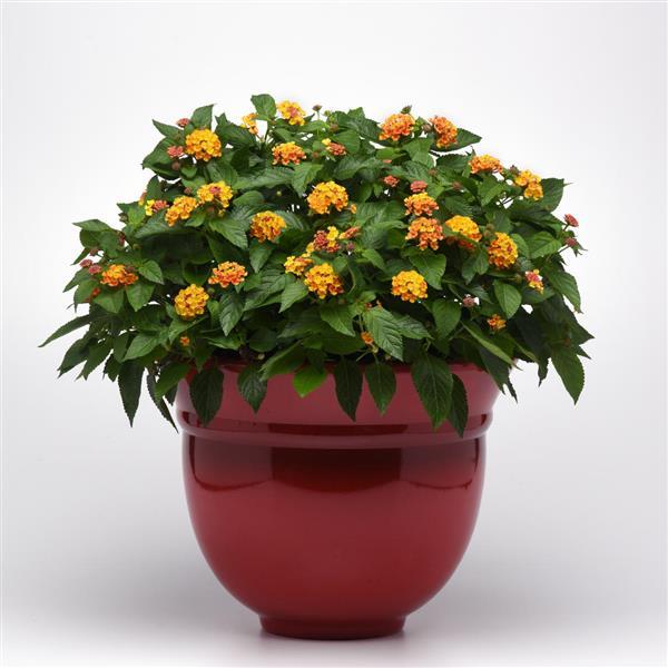 Bloomify™ Orange Lantana - Container