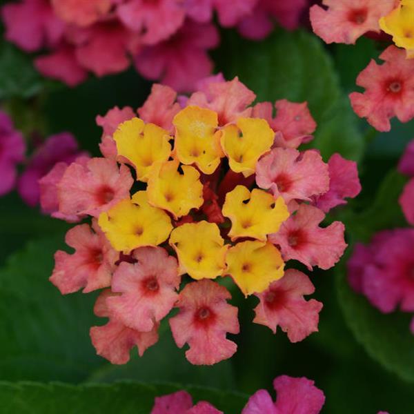 Bloomify™ Rose Lantana - Bloom