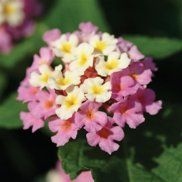 Landmark™ Rose Glow Lantana - Bloom