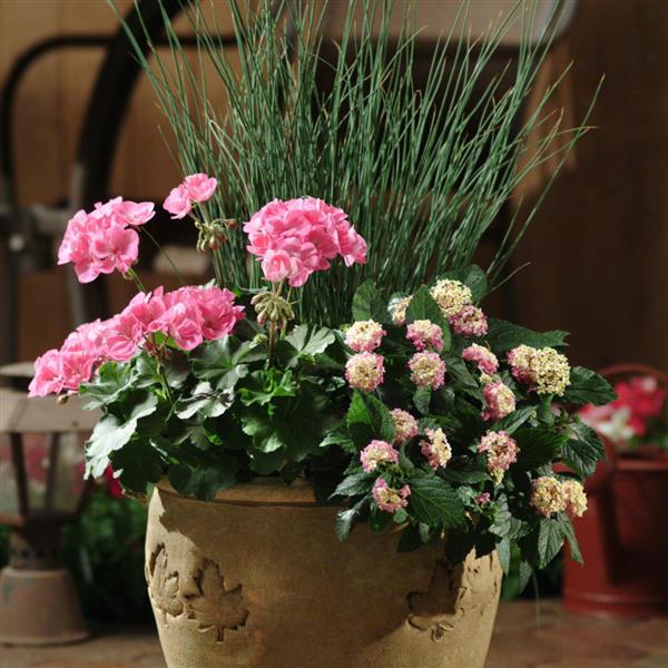 Landmark™ Rose Glow Lantana - Container