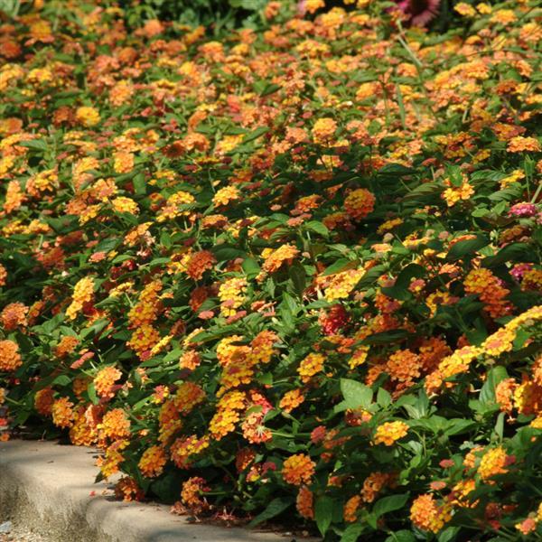 Landmark™ Citrus Lantana - Commercial Landscape 1