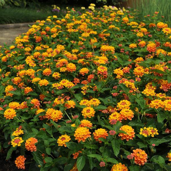 Landmark™ Citrus Lantana - Landscape