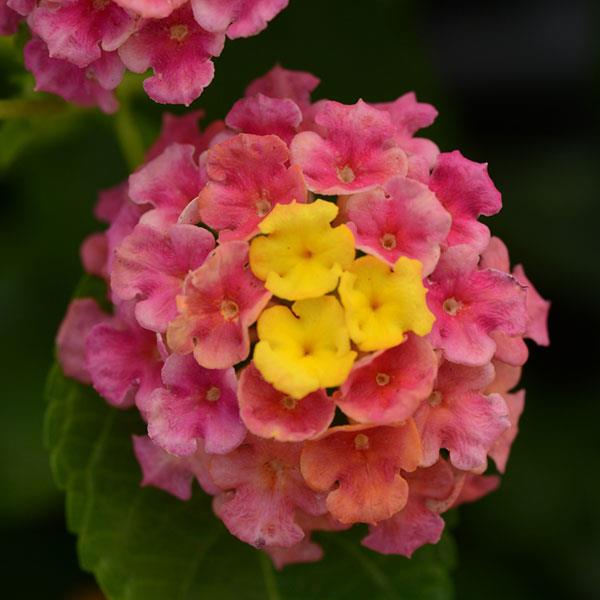 Landmark™ Sunrise Rose Lantana - Bloom