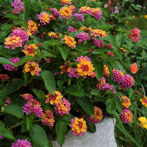 Landmark™ Sunrise Rose Lantana - Garden