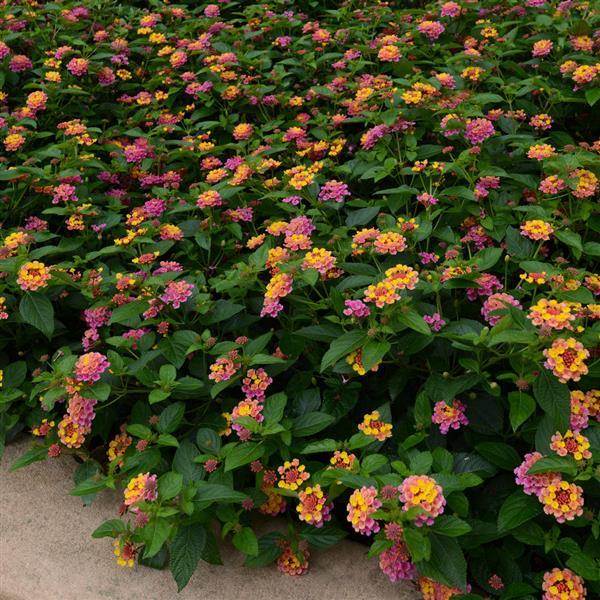 Landmark™ Sunrise Rose Lantana - Landscape