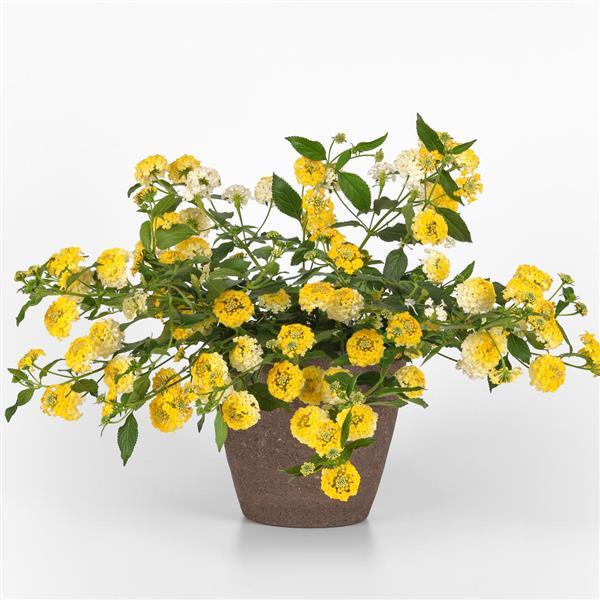 Landmark™ Lemon Glow Lantana - Container