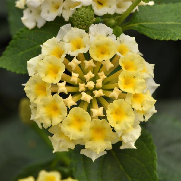 Landmark™ White Lantana - Bloom