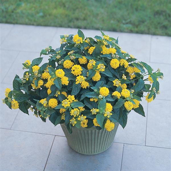 Landmark™ Yellow Lantana - Container