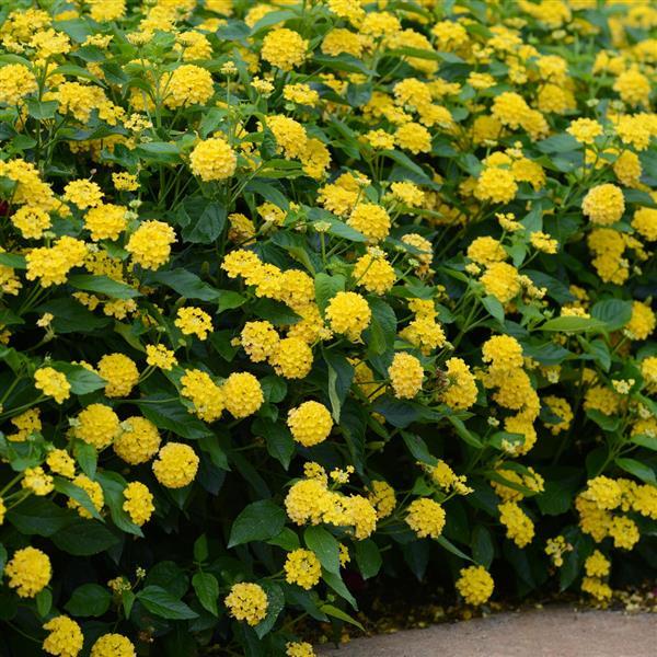 Landmark™ Yellow Lantana - Landscape