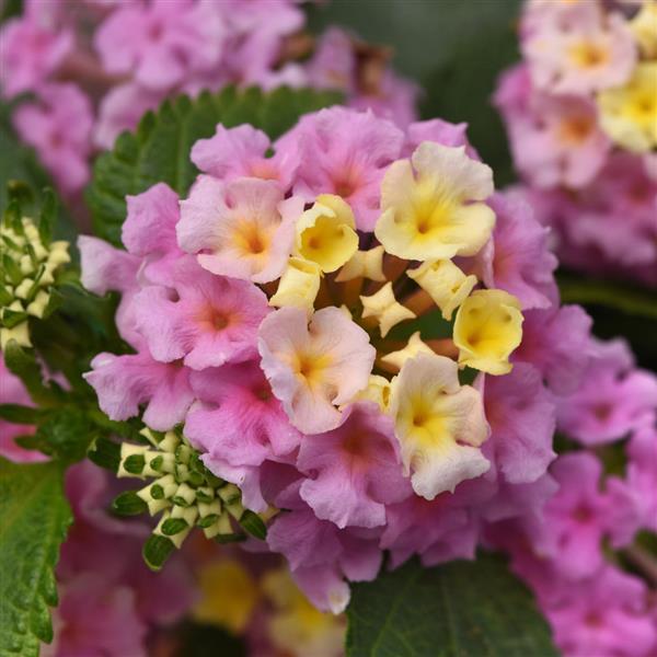 Little Lucky™ Lavender Lantana - Bloom