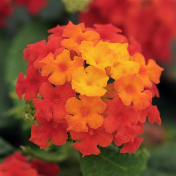 Little Lucky™ Red Lantana - Bloom