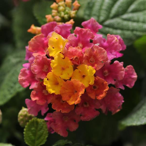 Little Lucky™ Hot Pink Lantana - Bloom