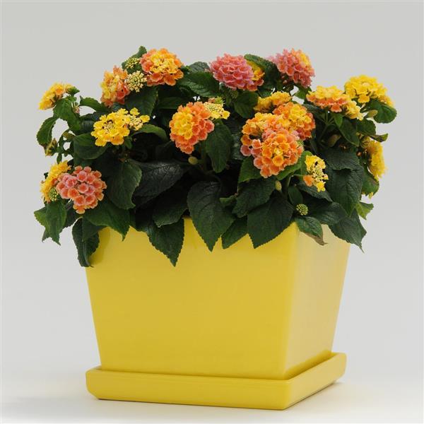 Little Lucky™ Peach Glow Lantana - Container