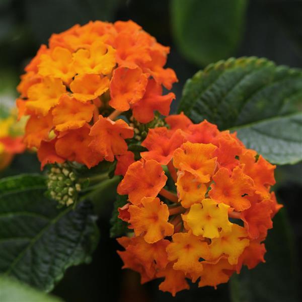 Lucky™ Flame Lantana - Bloom