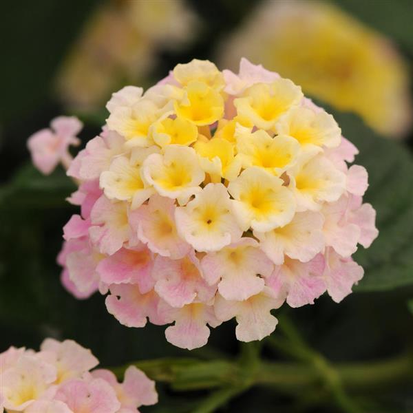 Lucky™ Lavender Lantana - Bloom