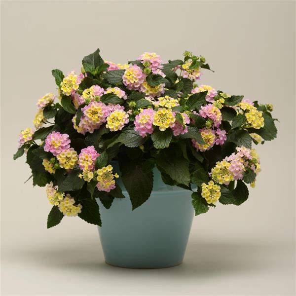 Lucky™ Lavender Lantana - Container