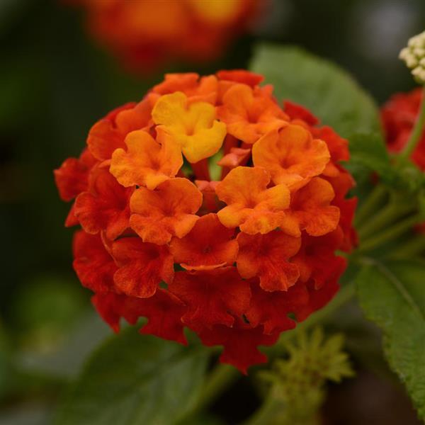 Lucky™ Red Lantana - Bloom