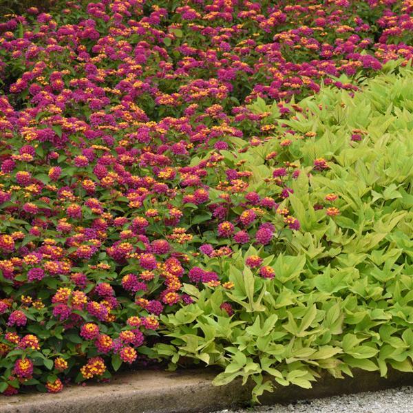 Lucky™ Sunrise Rose Lantana - Commercial Landscape 1