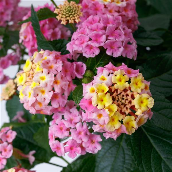 SunDance™ Pink Lantana - Bloom