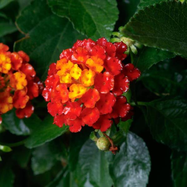 SunDance™ Red Lantana - Bloom