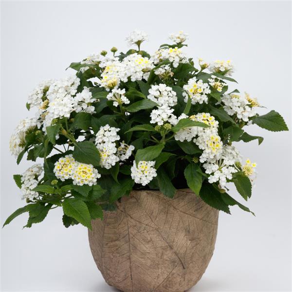 SunDance™ White Lantana - Container