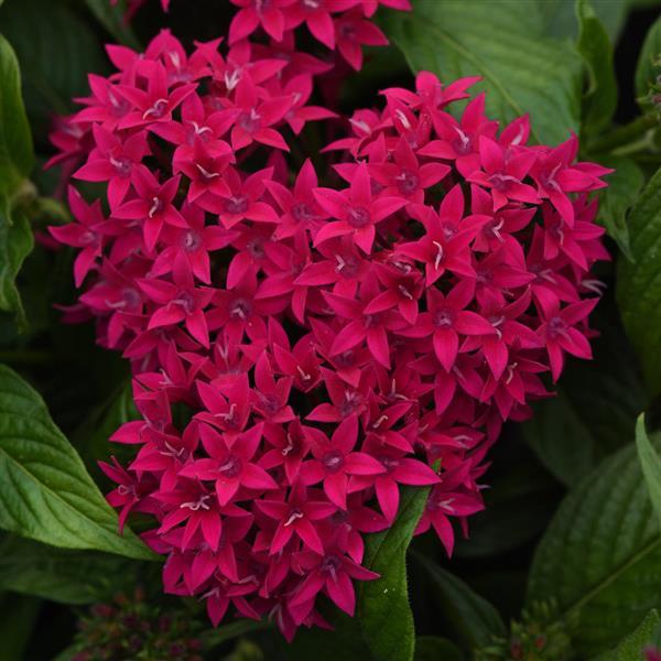 Lucky Star® Lipstick Pentas - Bloom