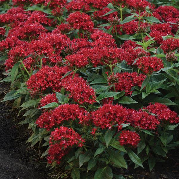 Lucky Star® Dark Red Pentas - Landscape