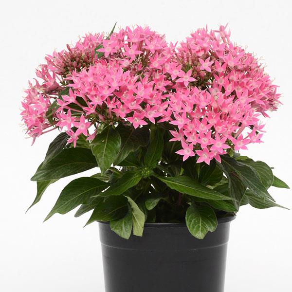 Lucky Star® Deep Pink Pentas - Container