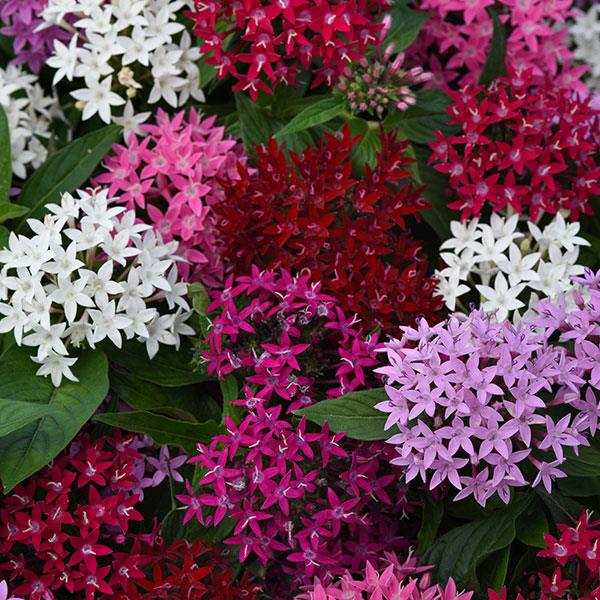 Lucky Star® Mixture Pentas - Bloom