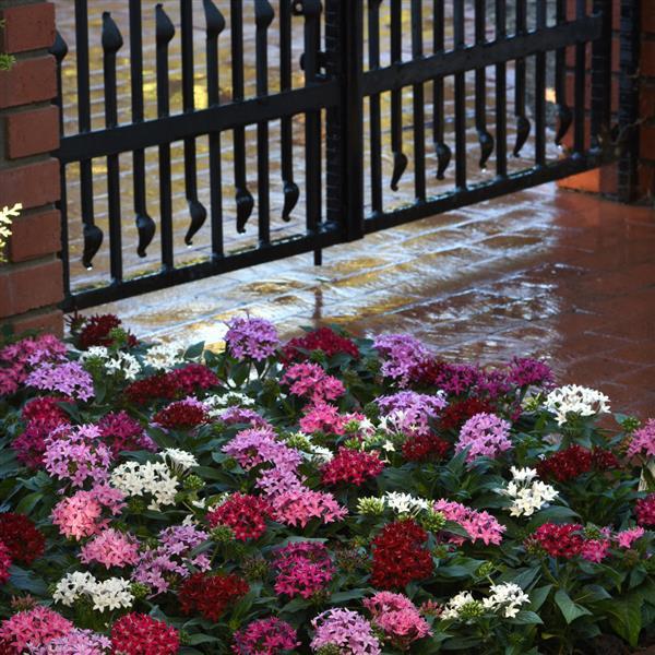 Lucky Star® Mixture Pentas - Landscape