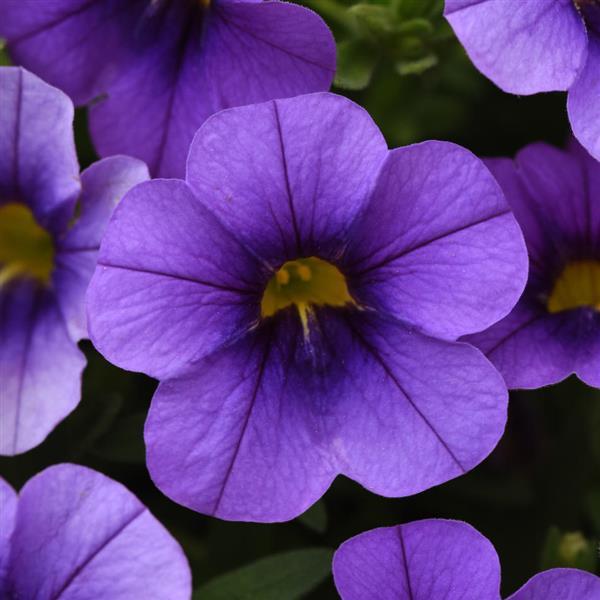 Cabaret® Lavender Calibrachoa - Bloom