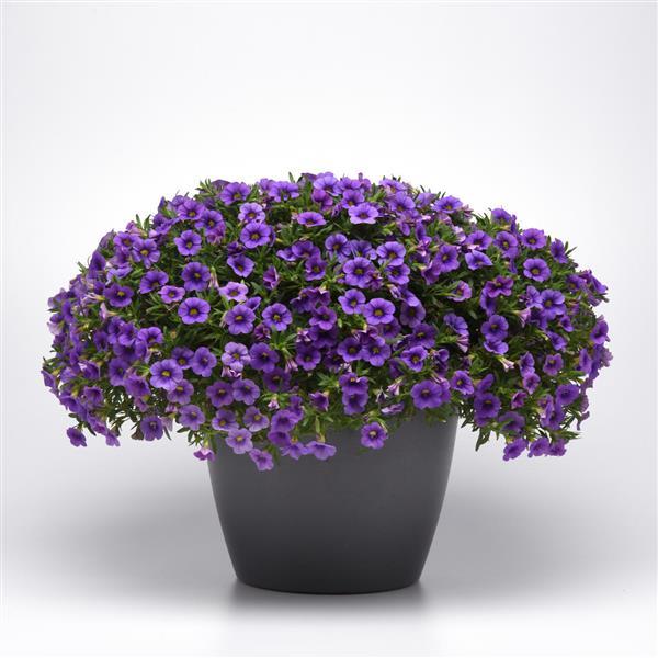 Cabaret® Lavender Calibrachoa - Container